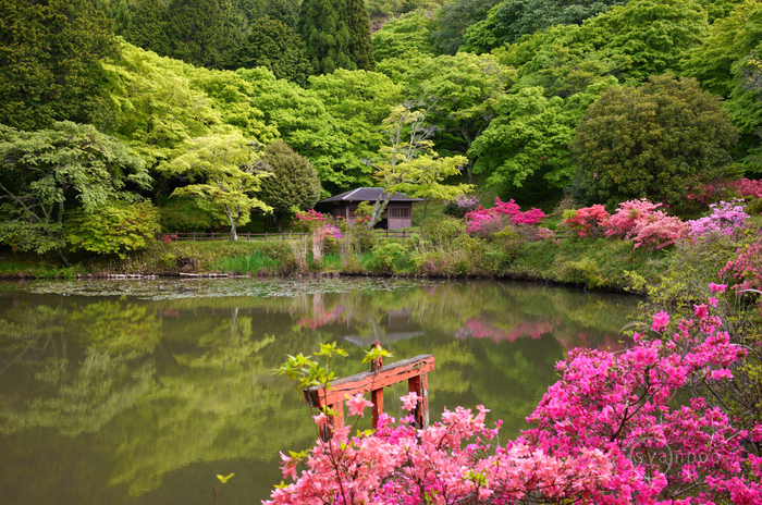 シグマ SIGMA 35mm F1.4 DG DN | Art ／ 奈良 宇陀 鳥見山のツツジ